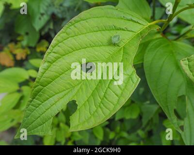 Kleiner Grüner Schildfehler, auch bekannt als Stinkfehler und Palomena prasina, der während des Sommers in England auf einem gefressenen Blatt sitzt. Stockfoto