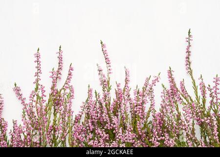 Rosa Common Heather Blumen umrandeten auf einem weißen Hintergrund. Kopierbereich, flach liegend, selektiver Fokus Stockfoto