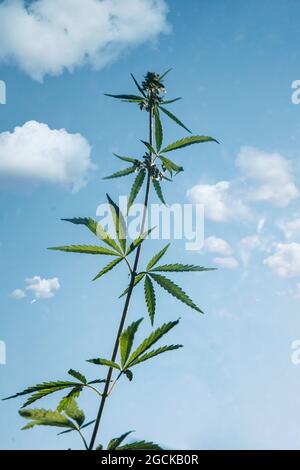 Hanfbüsche, Marihuanablätter auf einem Hintergrund von blauem Himmel. Blick von unten auf das Dachfenster. Selektiver Fokus. Abstrakter Hintergrund von Cannabis Stockfoto