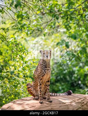 Ein Gepard sitzt auf einem Felsen mit viel Grün dahinter. Stockfoto