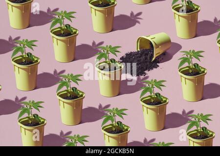 Plantage von Marihuana, junge Büsche von Hanf in Töpfen mit Schatten von der Sonne. Trendiges Muster, minimalistisches Cannabis Anbaukonzept Stockfoto