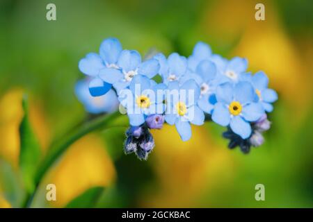 botanik, Forget-Me-Not, Schweizer Alpen, NICHT-EXKLUSIV-VERWENDUNG FÜR FALTKARTEN-GRUSSKARTEN-POSTKARTEN-VERWENDUNG Stockfoto