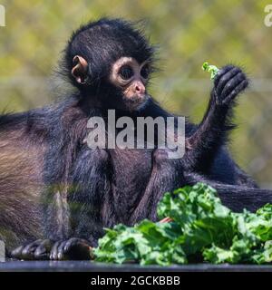 Ein Baby Spider Affe, der ein Stück Salat anschaut. Stockfoto