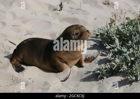 Robbe Welpen am Strand auf Kangaroo Island Stockfoto