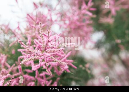 Weicher Fokus von schönen zarten rosa Blüten auf Ast von immergrünen Tamarisk Busch Stockfoto