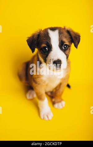 Von oben entzückende Grenze Collie Welpe sitzt auf gelbem Hintergrund und Blick auf die Kamera Stockfoto