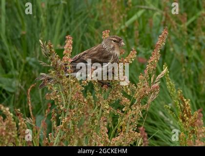 Twite (Carduelis flavirostris), Weibchen, die sich mit Samen ernährt, Sumburgh Head, Shetland Stockfoto