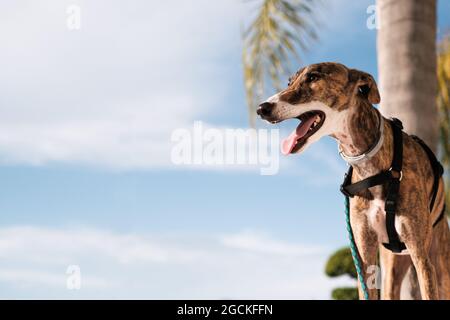 Greyhound-Hund im Geschirr steht auf der Straße gegen Palmen Bäume wachsen in exotischen Stadt im Sommer Stockfoto