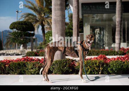 Greyhound-Hund im Geschirr steht auf der Straße gegen Palmen Bäume wachsen in exotischen Stadt im Sommer Stockfoto