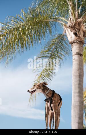 Greyhound-Hund im Geschirr steht auf der Straße gegen Palmen Bäume wachsen in exotischen Stadt im Sommer Stockfoto