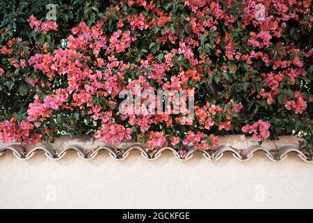 Strauch mit blühenden rosa Blüten und grünen Blättern, die im Sommer hinter dem Steinzaun in der Stadt wachsen Stockfoto