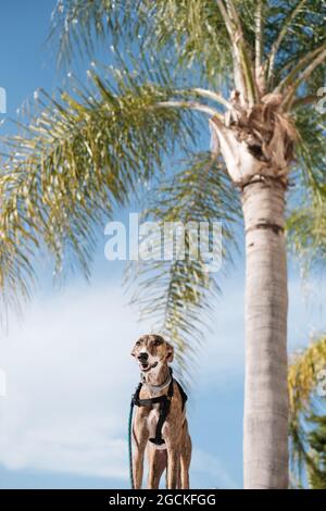 Greyhound-Hund im Geschirr steht auf der Straße gegen Palmen Bäume wachsen in exotischen Stadt im Sommer Stockfoto