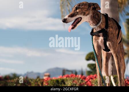 Greyhound-Hund im Geschirr steht auf der Straße gegen Palmen Bäume wachsen in exotischen Stadt im Sommer Stockfoto