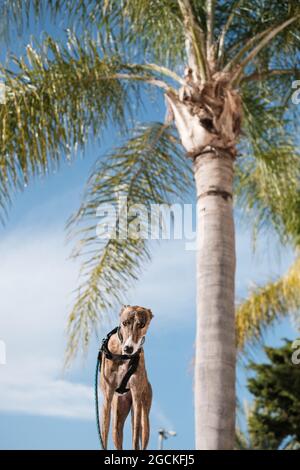 Greyhound-Hund im Geschirr steht auf der Straße gegen Palmen Bäume wachsen in exotischen Stadt im Sommer Stockfoto