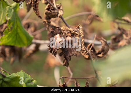 Frische Haselnüsse auf einem Ast. Stockfoto