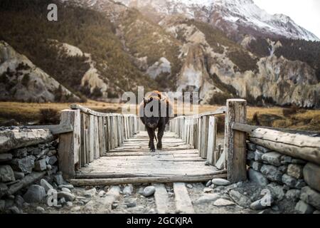 Braune, flauschige Bison-Kalb auf einer schäbigen Holzbrücke in den Himalaya-Bergen in Nepal Stockfoto