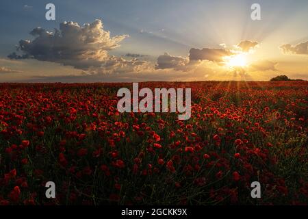 Landschaft mit Mohnblumen bei Sonnenuntergang im Frühling Stockfoto