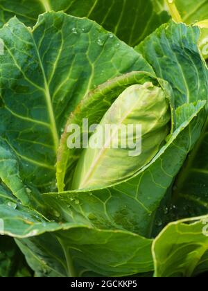 Entwicklungskopf des Liebsten Art Sommerkohls, Niederländer F1 Stockfoto