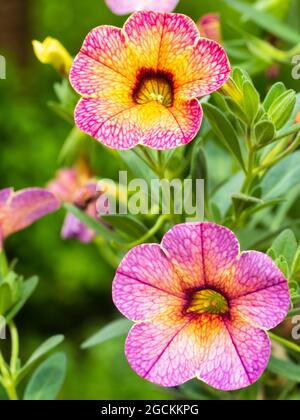 Rosa und orange Sommerblumen der zarten, hängenden Korbpflanze Calibrachoa Chameleon 'Blueberry Scone' Stockfoto