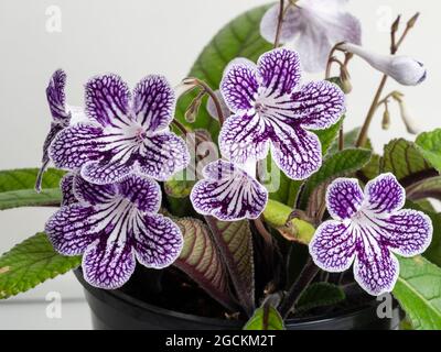 Netzlilafarben und weiße Markierungen auf den Sommerblumen der immergrünen Zimmerpflanze, Streptocarpus 'Polka Dot Purple' Stockfoto