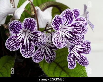 Netzlilafarben und weiße Markierungen auf den Sommerblumen der immergrünen Zimmerpflanze, Streptocarpus 'Polka Dot Purple' Stockfoto