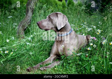 Das Porträt Weimaraner Hund im Profil im Gras. Stockfoto