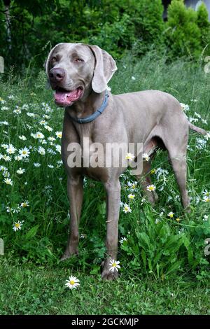 Weimaraner Hund im Profil mit offenem Mund im Gras. Stockfoto
