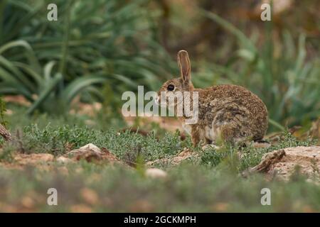 Feldkaninchen (Oryctolagus cuniculus) auf einer grünen Wiese mit wildem Gras in Humilladero, Provinz Málaga. Andalusien, Spanien. Stockfoto