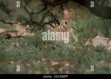 Feldkaninchen (Oryctolagus cuniculus) auf einer grünen Wiese mit wildem Gras in Humilladero, Provinz Málaga. Andalusien, Spanien. Stockfoto