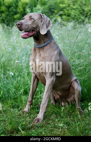 Weimaraner Hund im Profil mit offenem Mund im Gras. Stockfoto