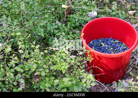Roter Eimer gefüllt mit frisch gepflückten und geernteten Heidelbeeren (Vaccinium myrtillus) im Wald. Foto aufgenommen in Schweden. Stockfoto