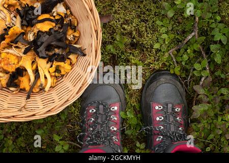 Blick auf die Outdoor-Stiefel einer Person neben dem Korb, gefüllt mit wilden essbaren Pilzen - sowohl goldene Pfifferlinge als auch schwarze Pfifferlinge. Stockfoto