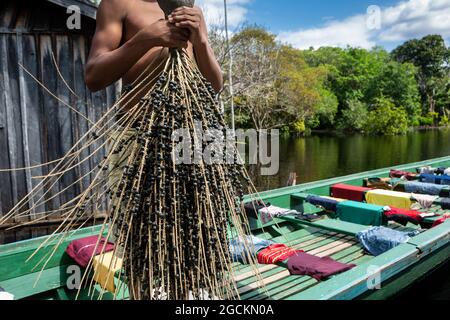 Mann hält ein paar frische acai-Frucht in amazonas Regenwald im Sommer sonnigen Tag. Konzept von Umwelt, Ökologie, Nachhaltigkeit, Biodiversität, Nahrung. Stockfoto