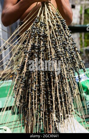 Mann hält ein paar frische acai-Frucht in amazonas Regenwald im Sommer sonnigen Tag. Konzept von Umwelt, Ökologie, Nachhaltigkeit, Biodiversität, Nahrung. Stockfoto