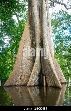 Der riesige Sumauma- oder Kapok-Baum, Ceiba pentandra, während der Überflutung des Amazonas-Flusses im Amazonas-Regenwald. Konzept der Biodiversität. Stockfoto