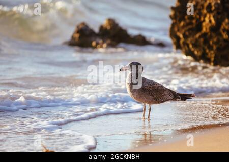 Eine junge Pazifische Möwe pickt und isst einen toten Fisch an einem Strand bei Sonnenaufgang in Sorrento, Victotria, Australien Stockfoto