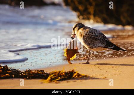 Eine junge Pazifische Möwe pickt und isst einen toten Fisch an einem Strand bei Sonnenaufgang in Sorrento, Victotria, Australien Stockfoto