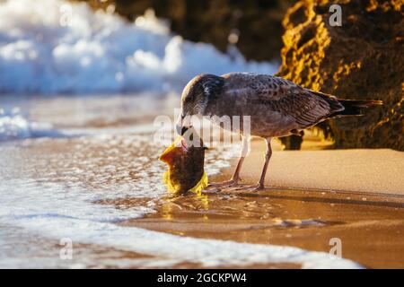 Eine junge Pazifische Möwe pickt und isst einen toten Fisch an einem Strand bei Sonnenaufgang in Sorrento, Victotria, Australien Stockfoto