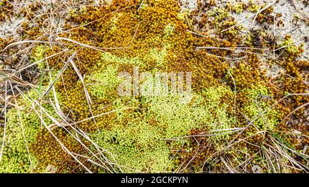 Gelbes und grünes Moos wächst auf sandigen Böden zwischen trockenem Gras Stockfoto