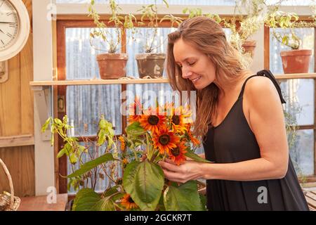 Fröhliche Gärtnerin, die im Sommer in Gewächshäusern mit hellen Sonnenblumen mit gelben und orangen Blütenblättern steht Stockfoto