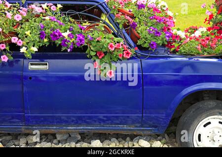 Altes Auto mit Blumentöpfen (bunte Viola, Petunia) in einem regionalen Park. Parkeinrichtung und -Design. Arbeitsloser dunkelblauer Wagen Stockfoto