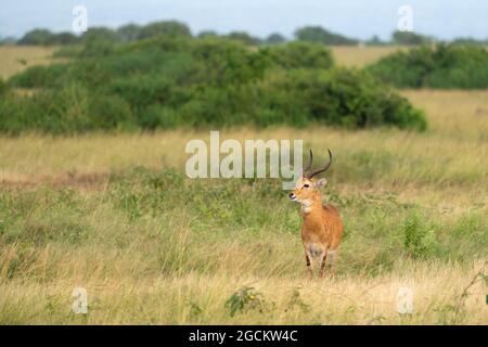 Ugandischer Kob (Kobus thomasi) in den Nationalparks von Uganda Stockfoto