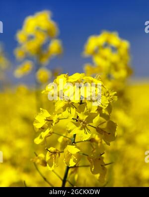 Detail der blühenden Raps - Brassica napus - Pflanze für Grüne Energie- und Ölindustrie Stockfoto