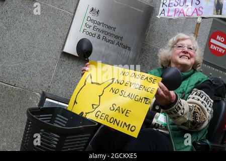 LONDON, ENGLAND - 9 2021. AUGUST, Protest gegen die Rettung von Geronimo, dem Alpaka, vor der Euthanasie außerhalb des Londoner Umweltministeriums Stockfoto