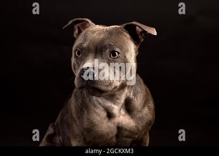 Staffordshire Bull Terrier Puppy Dog auf dunklem Studiohintergrund Stockfoto