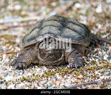 Schnappschildkröte Nahaufnahme Profilansicht Wandern auf Schotter in seiner Umgebung und Umgebung mit Schildkrötenpanzer. Schildkrötenbild. Hochformat. Stockfoto