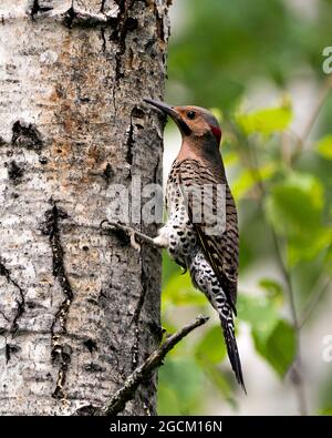 Northern Flicker männliche Vogel Nahaufnahme, kriechen auf Baum und kriechen auf einem Baumstamm mit einem verschwommenen Hintergrund in seiner Umgebung und Lebensraum. Flimmern Stockfoto