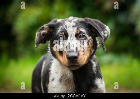 Blauer Merle (harlekin) Beauceron Welpe Stockfoto