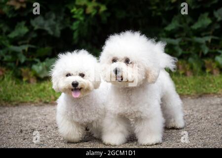 Bichon à Poil Frisé, Bichon Teneriffa, reinrassiger Bichon, Bichon Frise Stockfoto