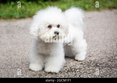 Bichon à Poil Frisé, Bichon Teneriffa, reinrassiger Bichon, Bichon Frise Stockfoto